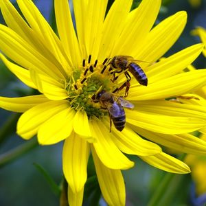 越谷市で蜂駆除に関する調査は、ミヤロックにお任せ。