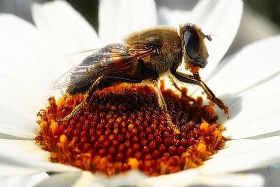 蜂
