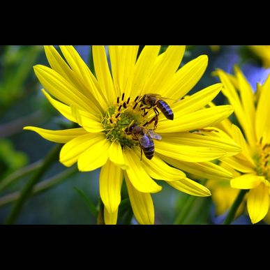 八潮市で蜂駆除に関する調査は、ミヤロックにお任せ。