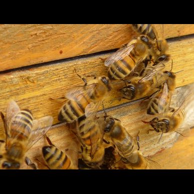 八潮市で蜂駆除に関するご相談は、ミヤロックにお任せ。