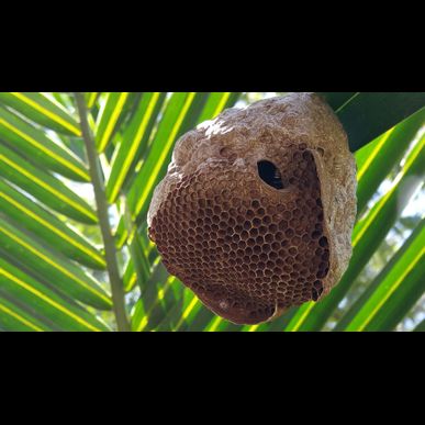 八潮市で蜂駆除の見積りなら、ミヤロックにお任せください。