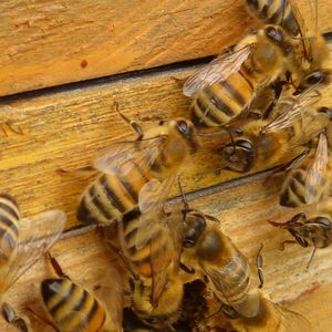 三郷市で蜂駆除に関するご相談は、ミヤロックにお任せ。