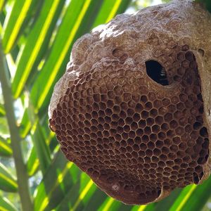 三郷市で蜂駆除の見積りなら、ミヤロックにお任せください。