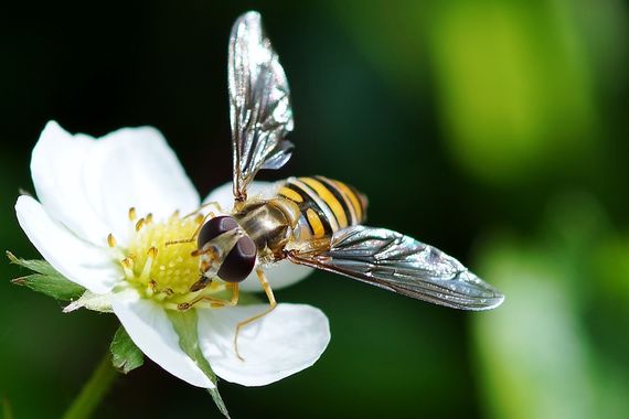 蜂