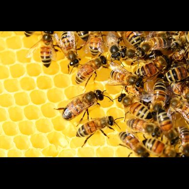 さいたま市での蜂駆除は、安心料金のミヤロックにお任せ！